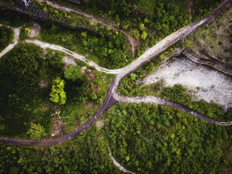 Aerial view of forked forest path