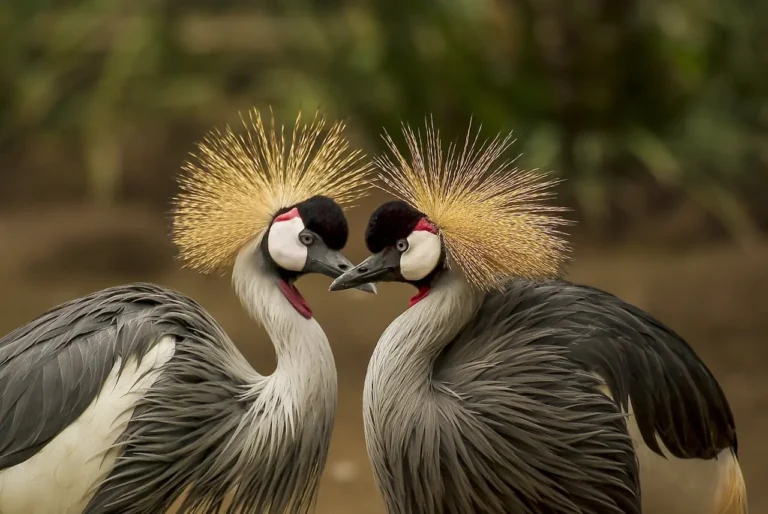 Two crowned cranes facing each other